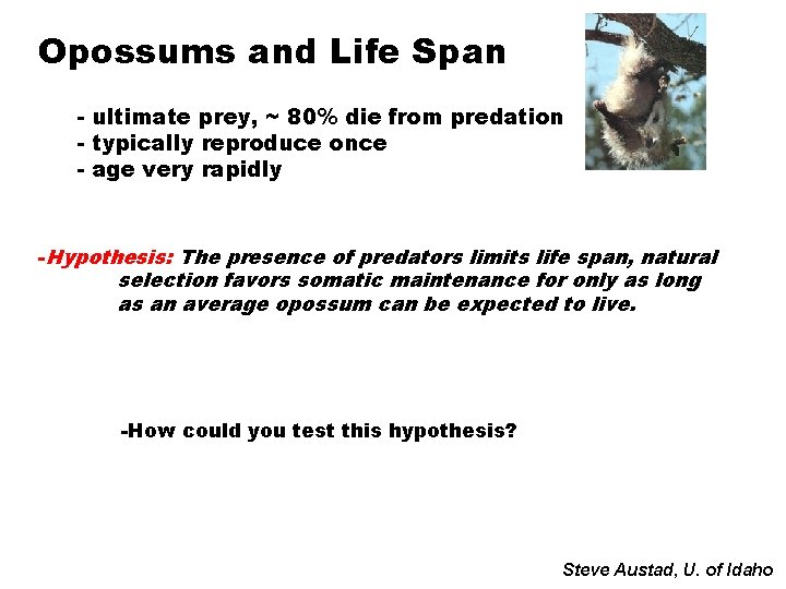 Opossums and Life Span - ultimate prey, ~ 80% die from predation - typically