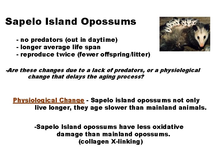 Sapelo Island Opossums - no predators (out in daytime) - longer average life span