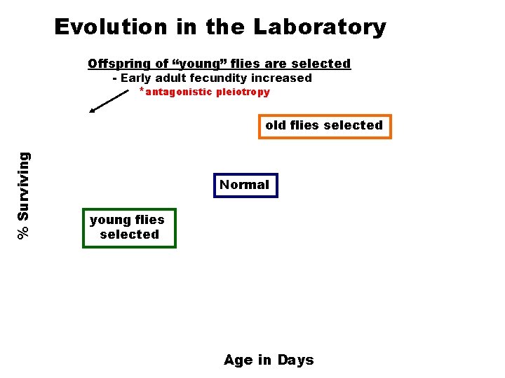 Evolution in the Laboratory Offspring of “young” flies are selected - Early adult fecundity