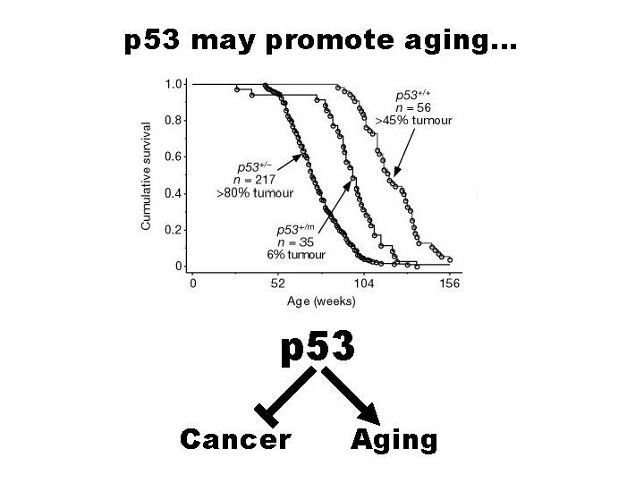 p 53 may promote aging… p 53 Cancer Aging 
