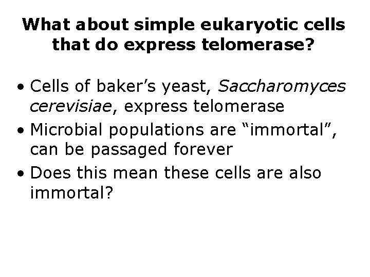 What about simple eukaryotic cells that do express telomerase? • Cells of baker’s yeast,