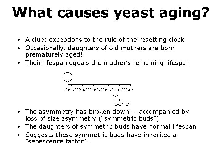 What causes yeast aging? • A clue: exceptions to the rule of the resetting