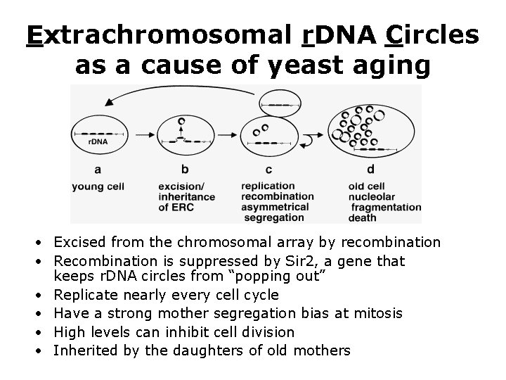 Extrachromosomal r. DNA Circles as a cause of yeast aging • Excised from the