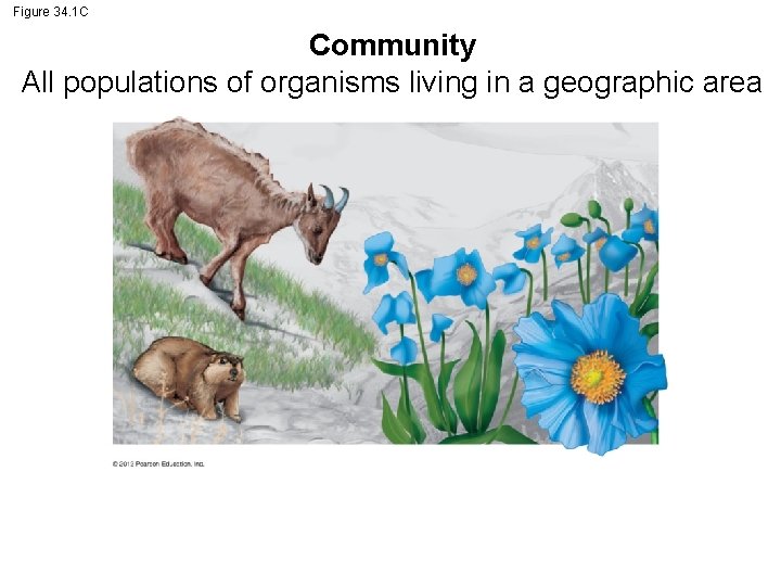 Figure 34. 1 C Community All populations of organisms living in a geographic area