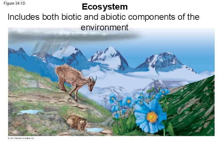 Figure 34. 1 D Ecosystem Includes both biotic and abiotic components of the environment