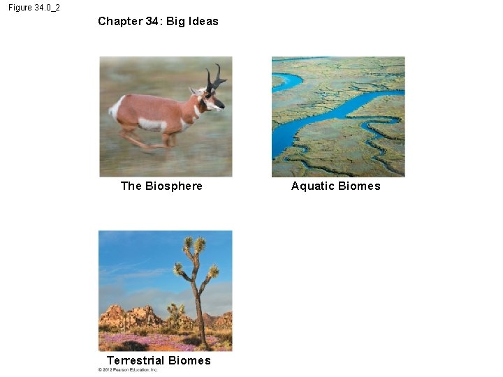 Figure 34. 0_2 Chapter 34: Big Ideas The Biosphere Terrestrial Biomes Aquatic Biomes 