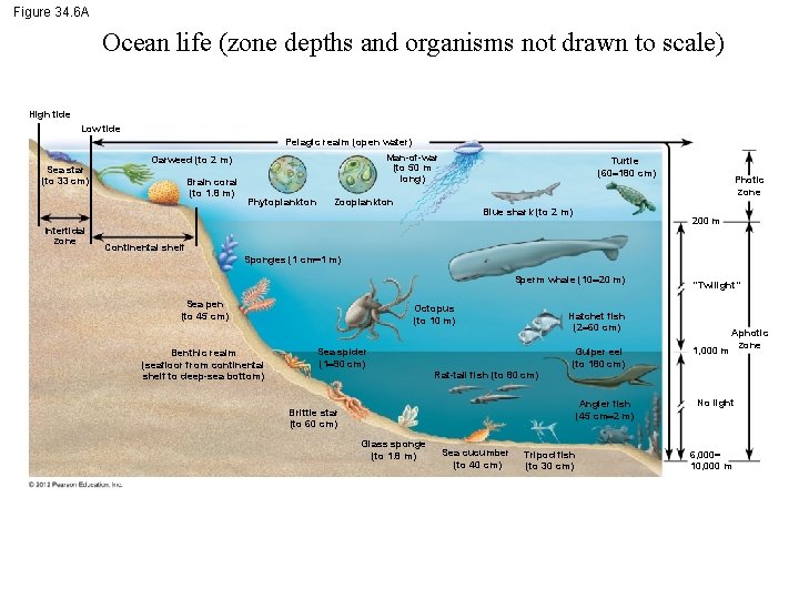 Figure 34. 6 A Ocean life (zone depths and organisms not drawn to scale)
