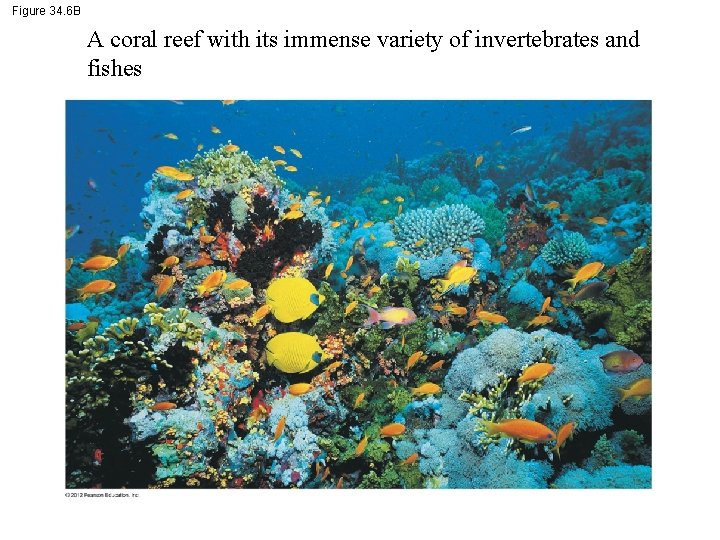 Figure 34. 6 B A coral reef with its immense variety of invertebrates and