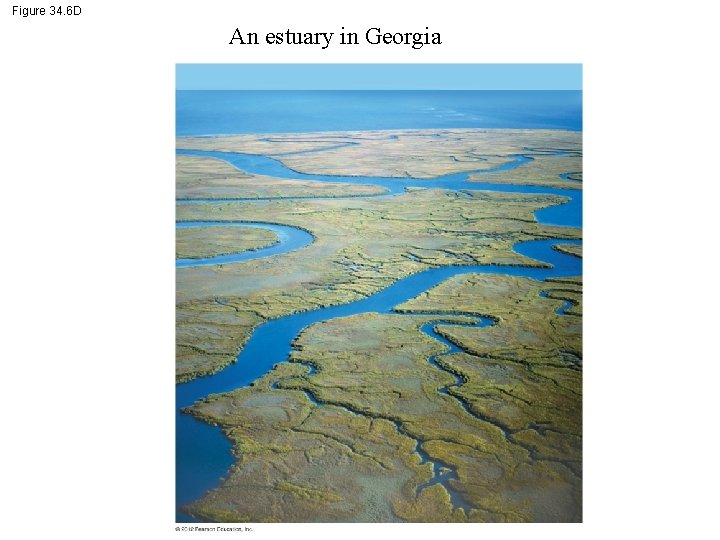 Figure 34. 6 D An estuary in Georgia 