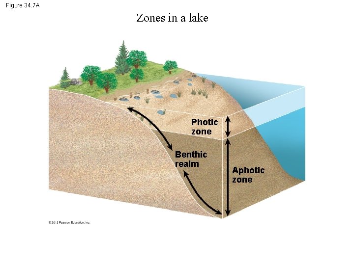 Figure 34. 7 A Zones in a lake Photic zone Benthic realm Aphotic zone