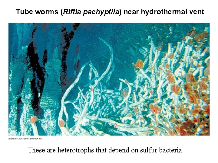 Tube worms (Riftia pachyptila) near hydrothermal vent These are heterotrophs that depend on sulfur