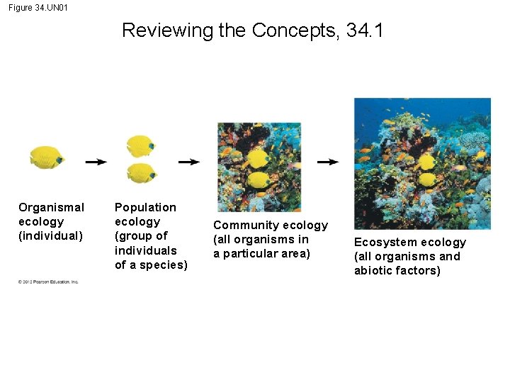 Figure 34. UN 01 Reviewing the Concepts, 34. 1 Organismal ecology (individual) Population ecology