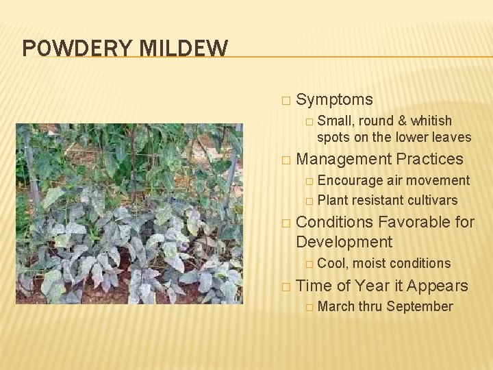 POWDERY MILDEW � Symptoms � Small, round & whitish spots on the lower leaves