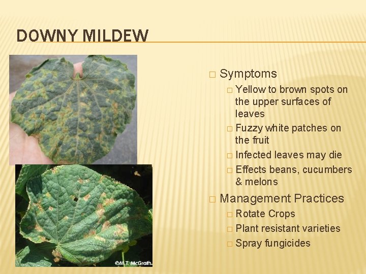 DOWNY MILDEW � Symptoms � Yellow to brown spots on the upper surfaces of