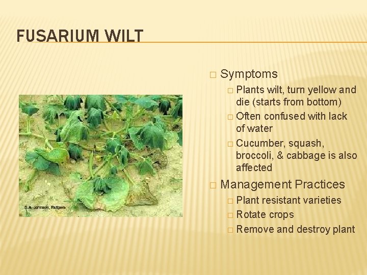 FUSARIUM WILT � Symptoms � Plants wilt, turn yellow and die (starts from bottom)