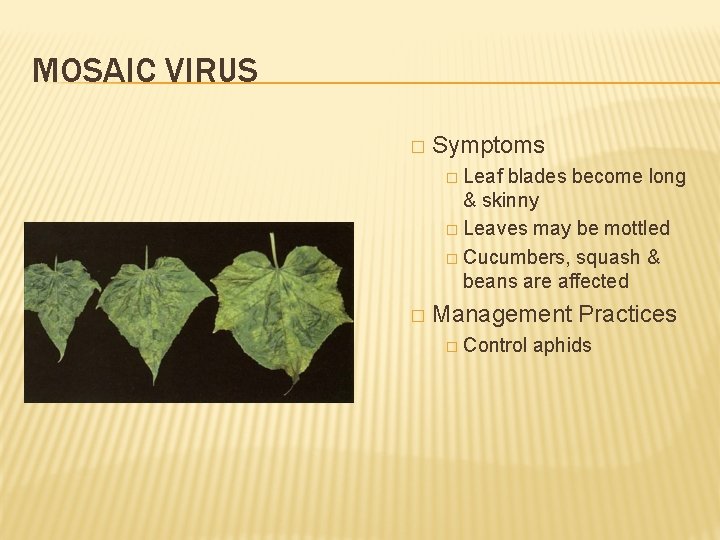 MOSAIC VIRUS � Symptoms � Leaf blades become long & skinny � Leaves may