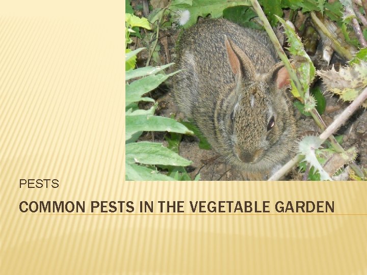 PESTS COMMON PESTS IN THE VEGETABLE GARDEN 