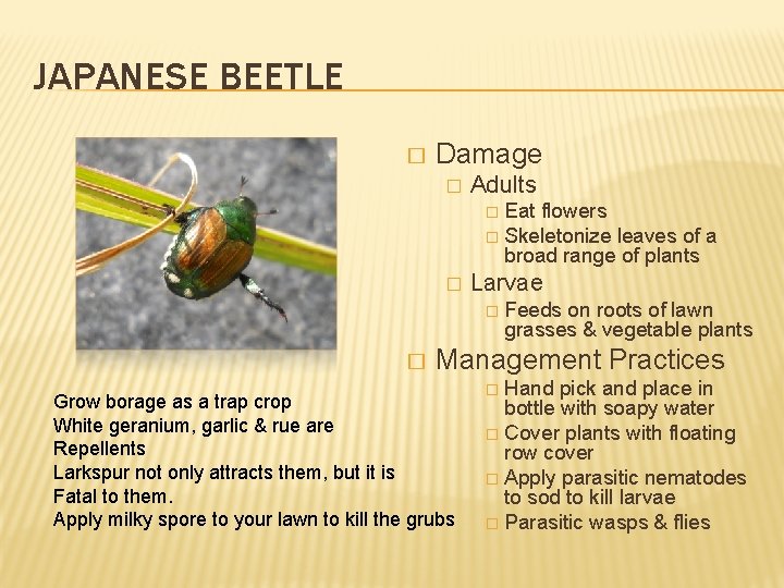 JAPANESE BEETLE � Damage � Adults Eat flowers � Skeletonize leaves of a broad