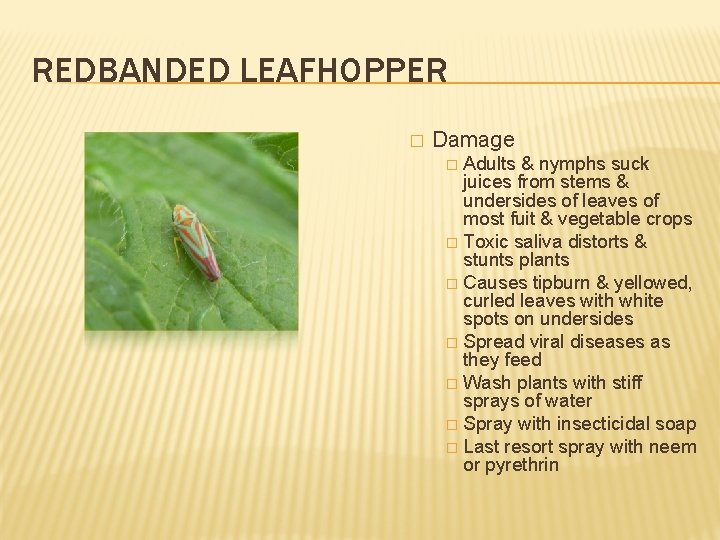 REDBANDED LEAFHOPPER � Damage Adults & nymphs suck juices from stems & undersides of