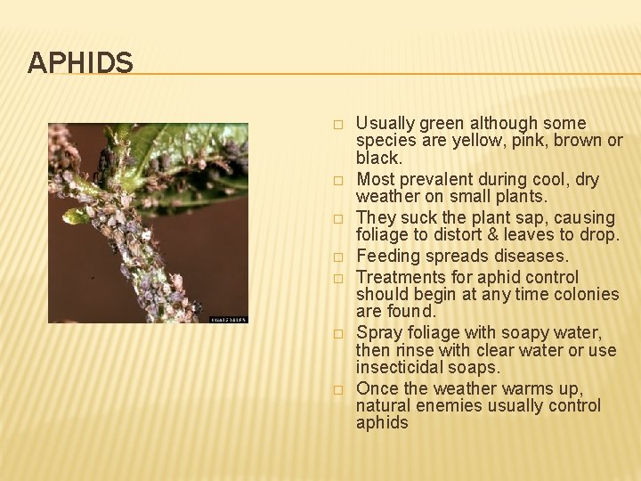APHIDS � � � � Usually green although some species are yellow, pink, brown