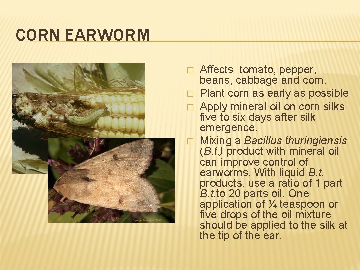 CORN EARWORM � � Affects tomato, pepper, beans, cabbage and corn. Plant corn as
