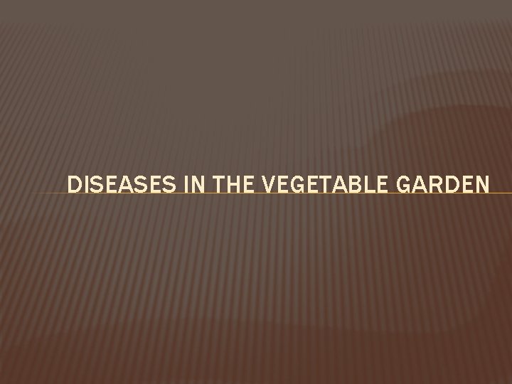 DISEASES IN THE VEGETABLE GARDEN 