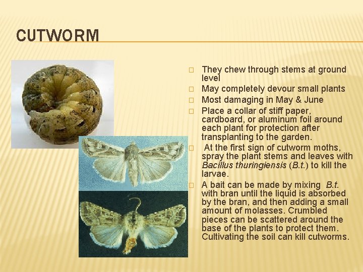 CUTWORM � � � They chew through stems at ground level May completely devour