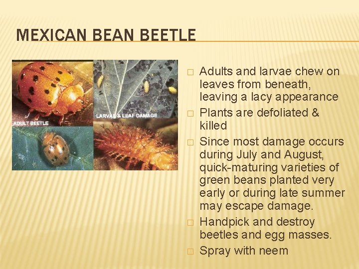 MEXICAN BEETLE � � � Adults and larvae chew on leaves from beneath, leaving