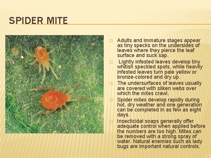 SPIDER MITE � � � Adults and immature stages appear as tiny specks on