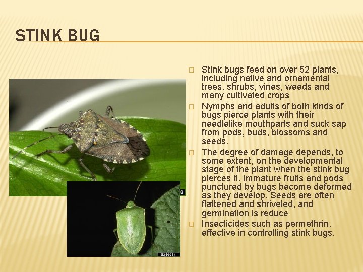 STINK BUG � � Stink bugs feed on over 52 plants, including native and