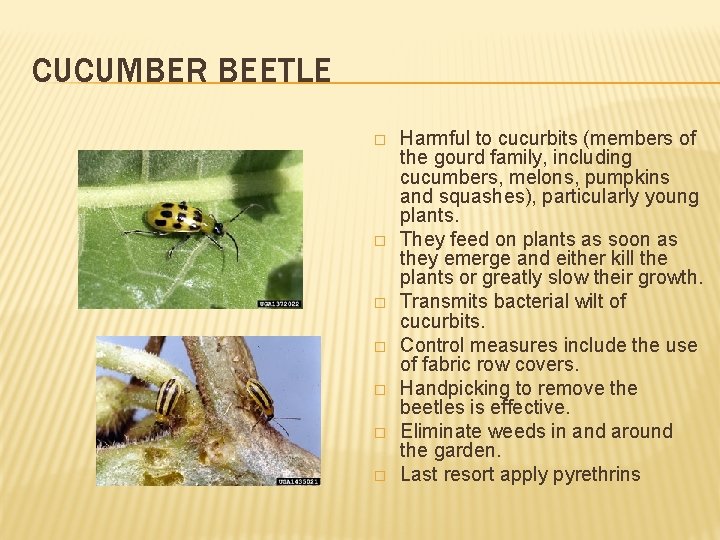 CUCUMBER BEETLE � � � � Harmful to cucurbits (members of the gourd family,