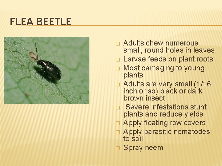 FLEA BEETLE � � � � Adults chew numerous small, round holes in leaves