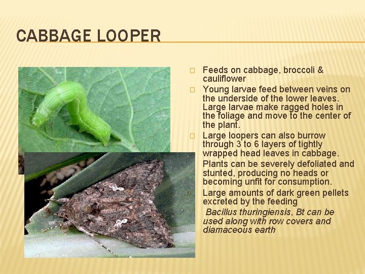 CABBAGE LOOPER � � � Feeds on cabbage, broccoli & cauliflower Young larvae feed