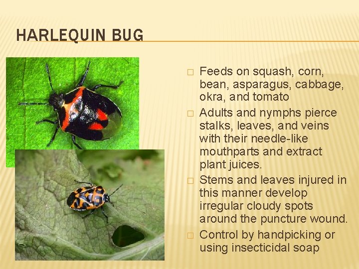 HARLEQUIN BUG � � Feeds on squash, corn, bean, asparagus, cabbage, okra, and tomato