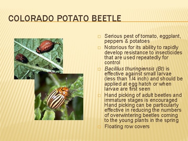 COLORADO POTATO BEETLE � � � Serious pest of tomato, eggplant, peppers & potatoes