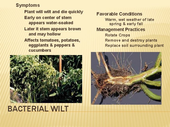 Symptoms Plant will wilt and die quickly Early on center of stem appears water-soaked