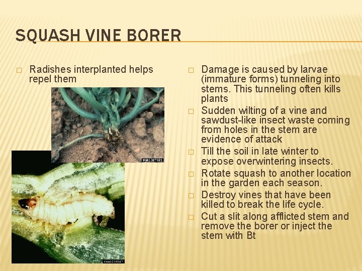 SQUASH VINE BORER � Radishes interplanted helps repel them � � � Damage is