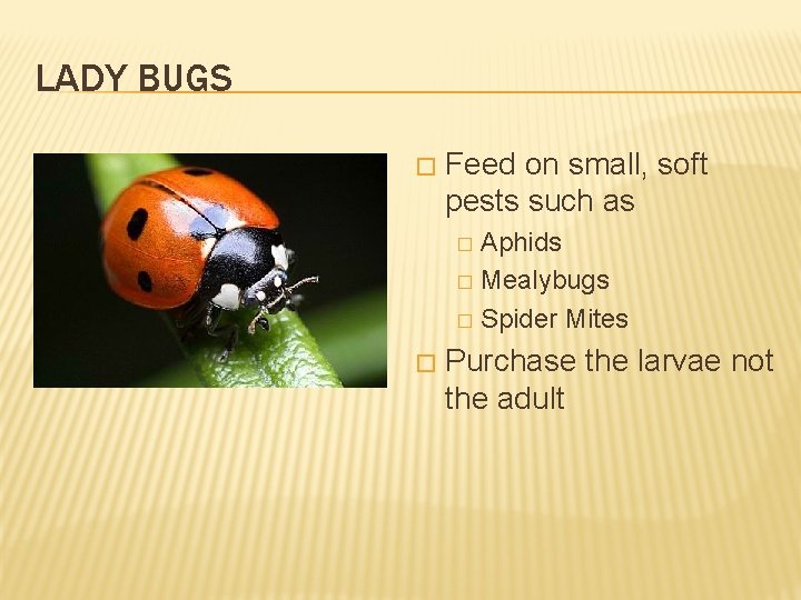 LADY BUGS � Feed on small, soft pests such as Aphids � Mealybugs �