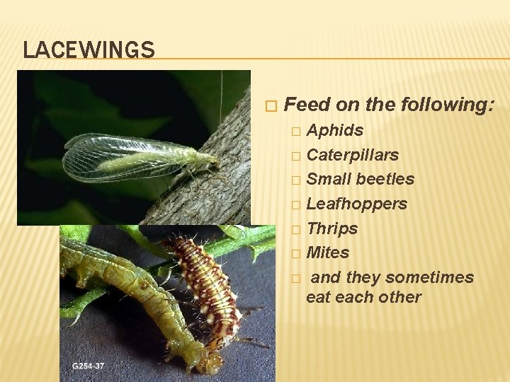 LACEWINGS � Feed on the following: Aphids � Caterpillars � Small beetles � Leafhoppers