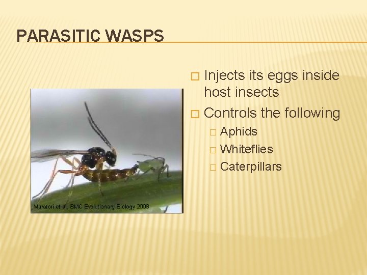 PARASITIC WASPS Injects its eggs inside host insects � Controls the following � Aphids