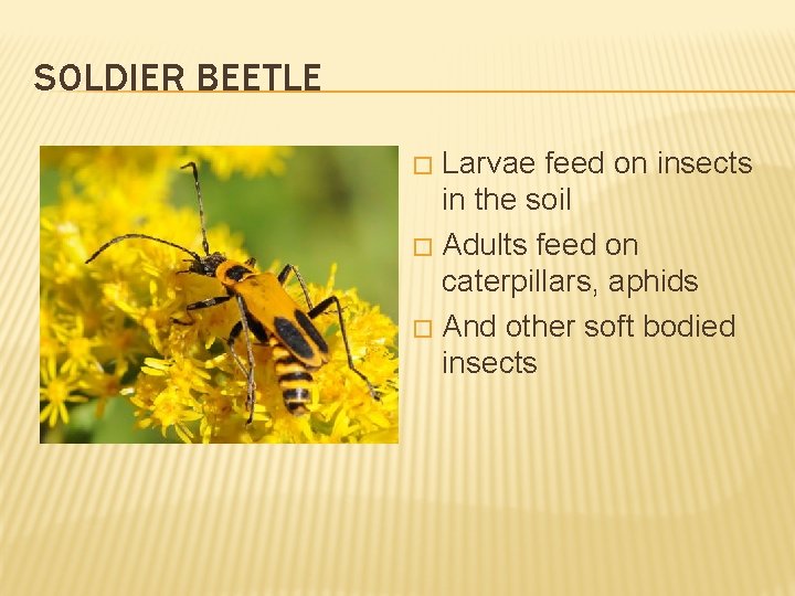 SOLDIER BEETLE Larvae feed on insects in the soil � Adults feed on caterpillars,