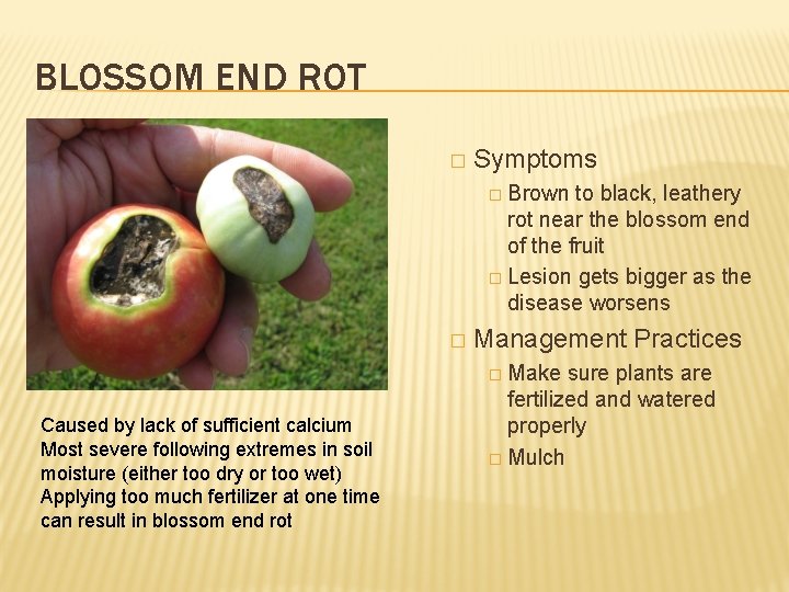 BLOSSOM END ROT � Symptoms � Brown to black, leathery rot near the blossom