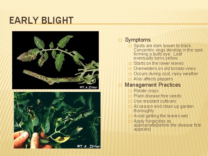 EARLY BLIGHT � Symptoms � � � Spots are dark brown to black. Concentric