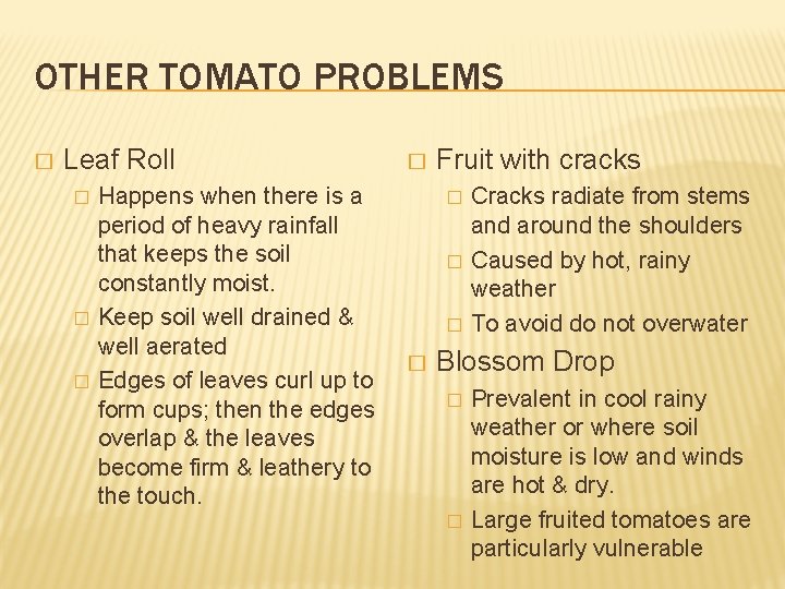OTHER TOMATO PROBLEMS � Leaf Roll � � � Happens when there is a