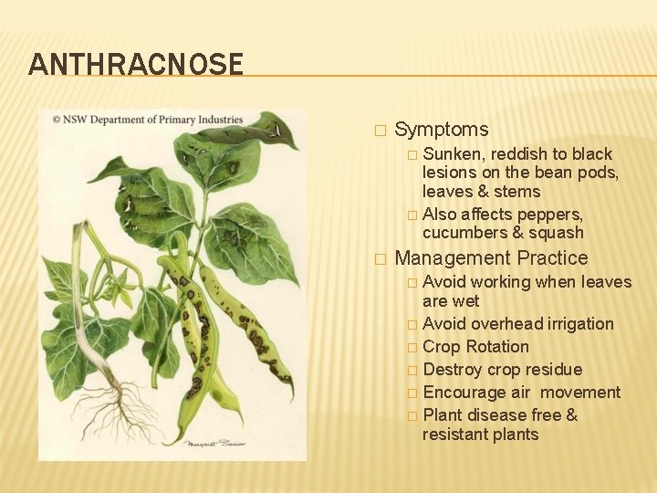 ANTHRACNOSE � Symptoms Sunken, reddish to black lesions on the bean pods, leaves &