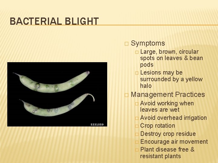 BACTERIAL BLIGHT � Symptoms � Large, brown, circular spots on leaves & bean pods