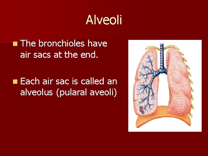 Alveoli n The bronchioles have air sacs at the end. n Each air sac