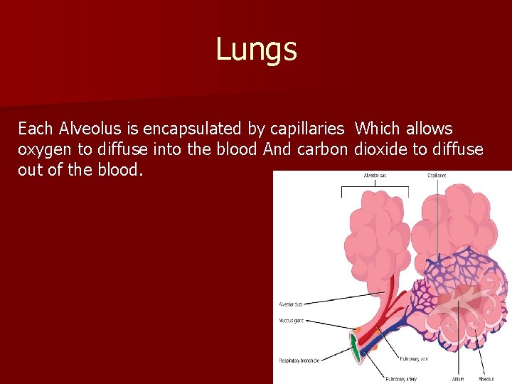 Lungs Each Alveolus is encapsulated by capillaries Which allows oxygen to diffuse into the