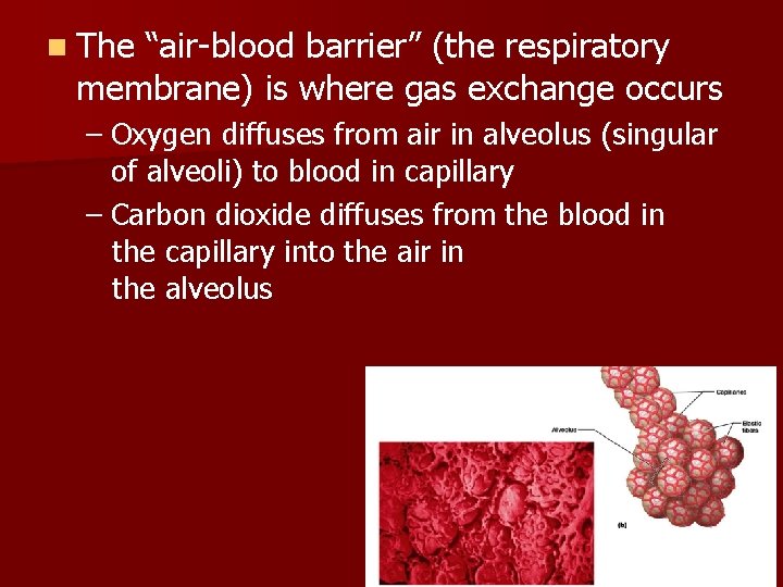 n The “air-blood barrier” (the respiratory membrane) is where gas exchange occurs – Oxygen