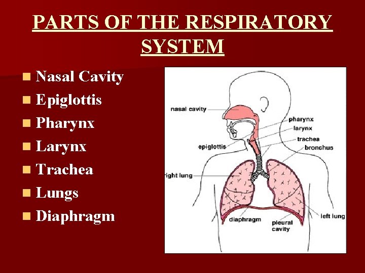 PARTS OF THE RESPIRATORY SYSTEM n Nasal Cavity n Epiglottis n Pharynx n Larynx